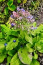 Borago a fragrant grass for salad Royalty Free Stock Photo