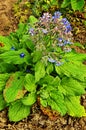 Borago a fragrant grass for salad Royalty Free Stock Photo