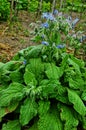 Borago a fragrant grass for salad Royalty Free Stock Photo