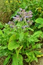 Borago a fragrant grass for salad Royalty Free Stock Photo