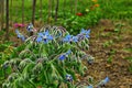 Borago a fragrant grass for salad Royalty Free Stock Photo