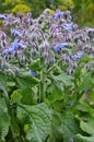 Borago a fragrant grass for salad Royalty Free Stock Photo