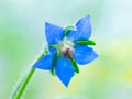 Borago has bloomed, its beautiful blue flower is suitable for decorating dishes and making healthy tea Royalty Free Stock Photo