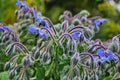 Borago a fragrant grass for salad Royalty Free Stock Photo