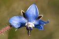 Borago officinalis Borage Common borage Cool tankard wild plant that is also grown as an edible with stunning starry blue flowers