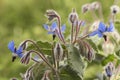 Borago officinalis borage green leaves with hairy deep blue flowers with purple stamens approximation and details Royalty Free Stock Photo