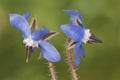 Borago officinalis borage green leaves with hairy deep blue flowers with purple stamens approximation and details Royalty Free Stock Photo