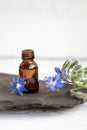 Borago officinalis Borago or borage oil bottle with fresh blossoms scattered around. Royalty Free Stock Photo