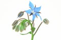 Borago Officinalis isolated Royalty Free Stock Photo