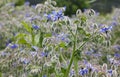 Borago Officinalis Plant Royalty Free Stock Photo