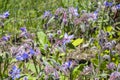 borago officinalis plant photo Royalty Free Stock Photo