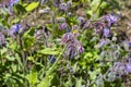borago officinalis plant photo Royalty Free Stock Photo