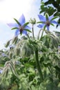 Borago or starflower (Borago officinalis) Royalty Free Stock Photo
