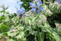 Borago or starflower (Borago officinalis) Royalty Free Stock Photo