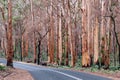 Boranup Karri Forest, Western Australia Royalty Free Stock Photo