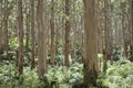 Boranup Forrest Trees