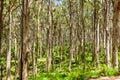 Boranup Karri Forest - Margaret River Region