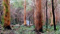 Boranup Karri Forest, Western Australia