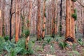 Boranup Karri Forest, Western Australia Royalty Free Stock Photo