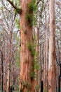 Boranup Karri Forest, Western Australia