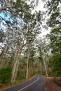 Boranup Karri Forest in Western Australia Royalty Free Stock Photo