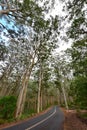 Boranup Karri Forest in Western Australia