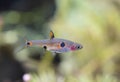 Boraras maculatus in aquarium Royalty Free Stock Photo