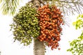 Borassus aethiopum, a socio-economic important agroforestry palm in Africa, showing with the beautiful fruits