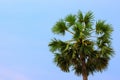 Sugar palm tree and blue sky Royalty Free Stock Photo