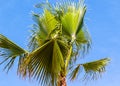 Borassus flabellifer Asian palmyra palm on blue sky