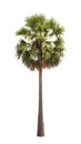 Borassus flabellifer (Sugar palm tree) Royalty Free Stock Photo