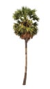 Borassus flabellifer, tropical palm tree isolated