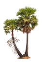 Borassus flabellifer, tropical palm tree isolated