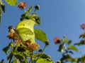 Butterfly and its texture