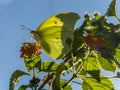 Butterfly at Chapada Diamantina