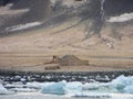 Borchgrevink`s Hut Cape Adare Ross Sea Antarctica