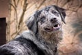 Borde Collie mix dog with tree background