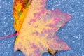 Bordeaux autumn leaf. A bright autumn leaf. Canadian maple. Wet leaf. Royalty Free Stock Photo