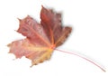 Bordeaux Autumn Maple Leaf Royalty Free Stock Photo