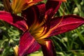 Bordeaux daylily with a yellow middle .close up.2021.July