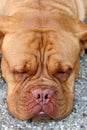 Bordeaux dog Royalty Free Stock Photo