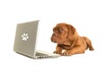 Bordeaux dog puppy lying on the floor looking at a labtop