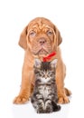 Bordeaux dogue puppy and maine coon cat sitting together. isolated on white Royalty Free Stock Photo