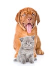 bordeaux dogue puppy and scottish kitten sitting together. isolated on white Royalty Free Stock Photo