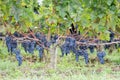 Bordeaux grapes on vines in French vineyard medoc