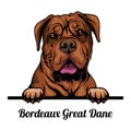 Bordeaux Great Dane - dog breed. Color image of a dogs head isolated on a white background