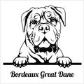 Bordeaux Great Dane - Peeking Dogs - breed face head isolated on white