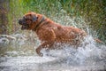 Bordeaux Great Dane running in the water Royalty Free Stock Photo