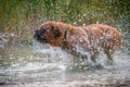 Bordeaux Great Dane running in the water Royalty Free Stock Photo