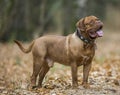 Bordeaux Mastiff in autumn park. Royalty Free Stock Photo